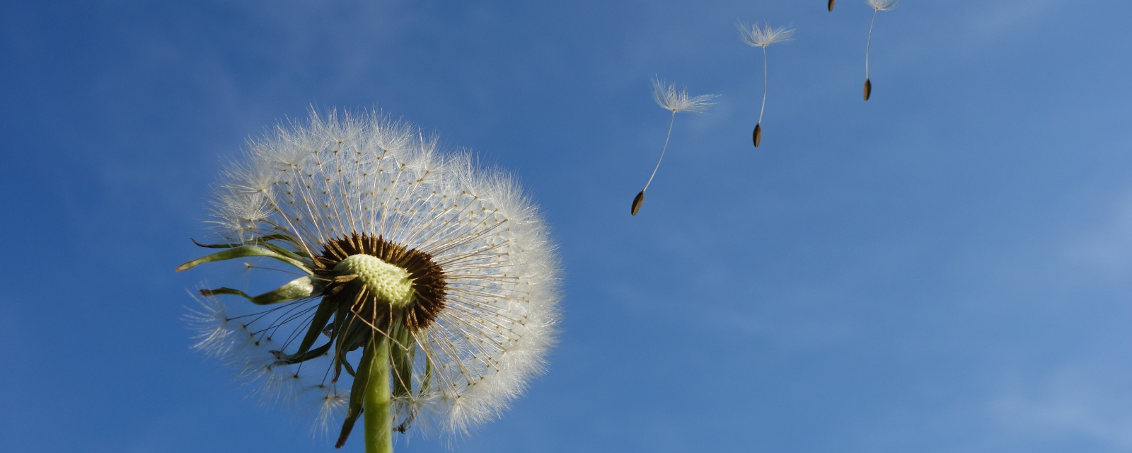 Pusteblume